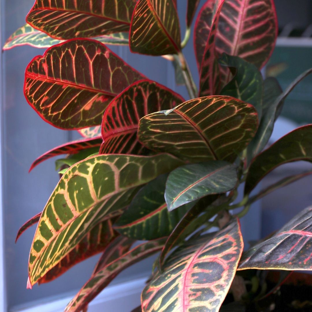 Rośliny doniczkowe w ciemnej łazience - tropikalny kroton